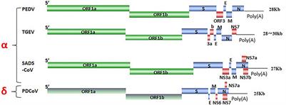 Interplay between swine enteric coronaviruses and host innate immune